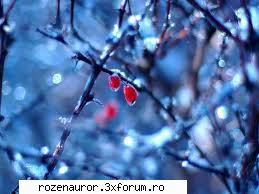 iarna! idem sakura chan,ador iarna,si culmea,tot atunci m-am nascut